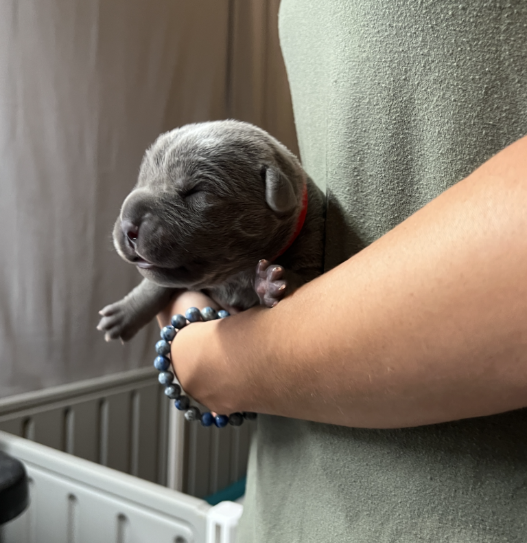 #3 Meleys- Red Collar, Female, All Grey