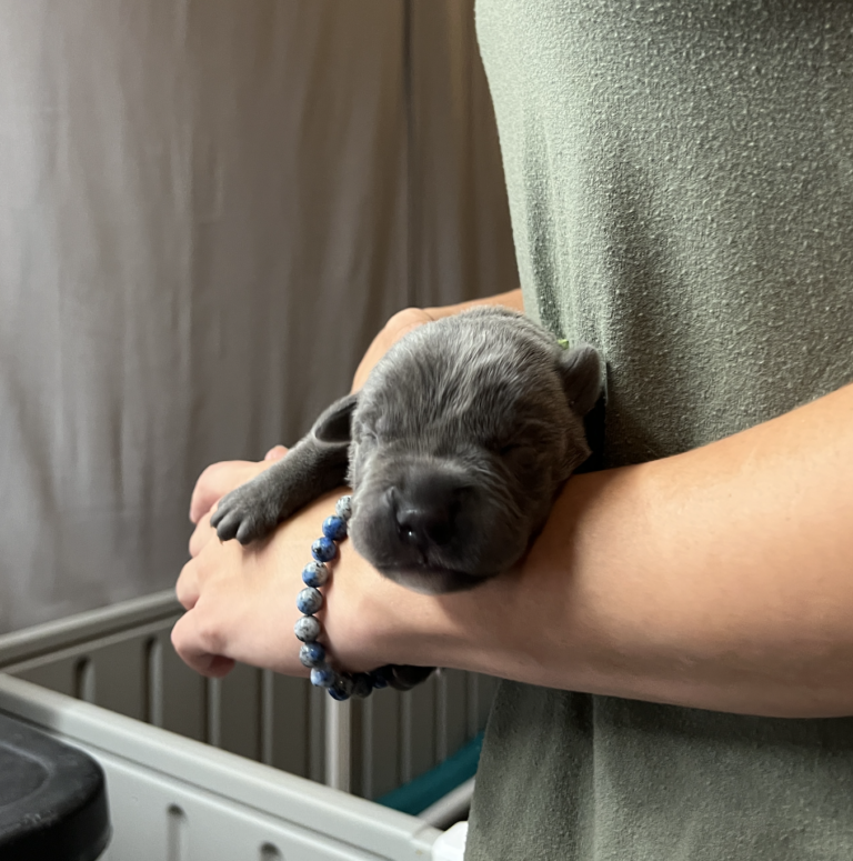 #6 Vermax- Green Collar, Male, Grey, White Chin, White Jaw